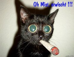 lustig - Katze - Joint.jpg