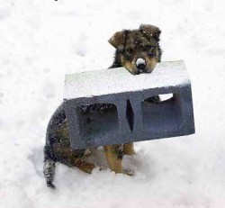doc-ultguarddog.jpg