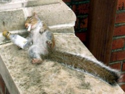 Eichhörnchen.jpg