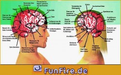 das-hirn-von-mann-und-frau 1.jpg