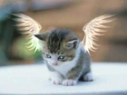 katze-engel_670.jpg