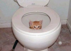 2006_4_7kitten.jpg