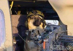 13084-killer-hund.jpg (72.09 KiB) 72983 mal betrachtet 13084-killer-hund.jpg