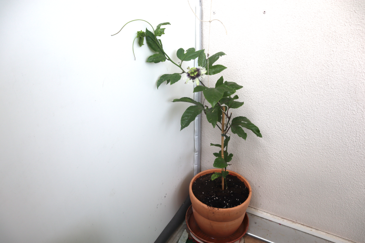 Passifloraceae_ganze_Pflanze.png