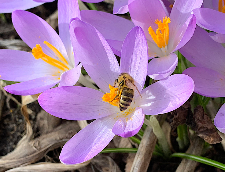 Frühlingsbiene.png