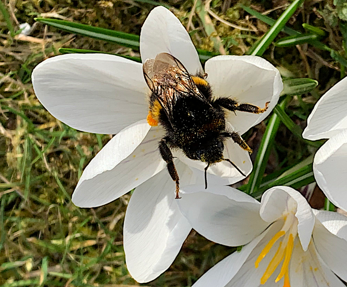 Hummel.png