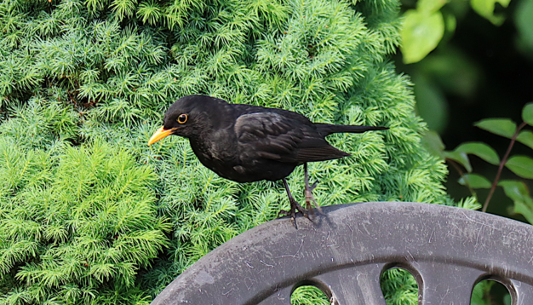 Amsel.png