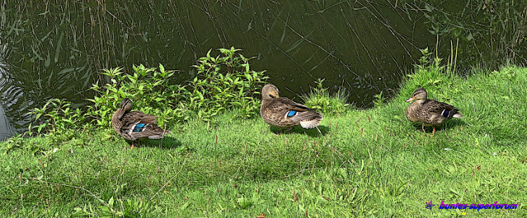 Enten.png