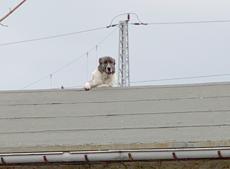 Hund_auf_dem_Dach.png